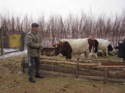 Жас кәсіпкер ет өндіруді қолға алды