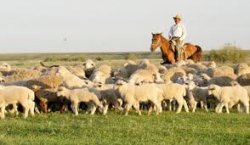 Несие алып, несібесін терді