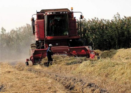 СЫРДАРИЯДА 30 МЫҢ ГЕКТАРҒА ЖУЫҚ ЖЕРГЕ ДАҚЫЛ ЕГІЛЕДІ