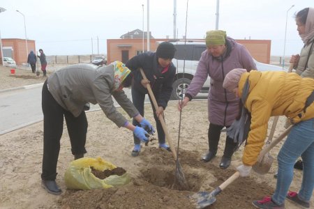 Қазалыда 21 мың түп ағаш егілді