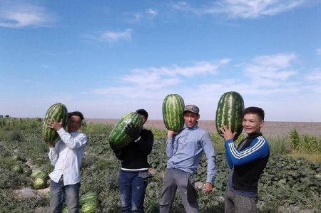 Жаңақорғандық диқан қарбыздың ерекше түрінен мол өнім алды