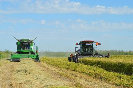 ШИЕЛІ АУДАНЫНДА КҮРІШКЕ ОРАҚ ТҮСТІ