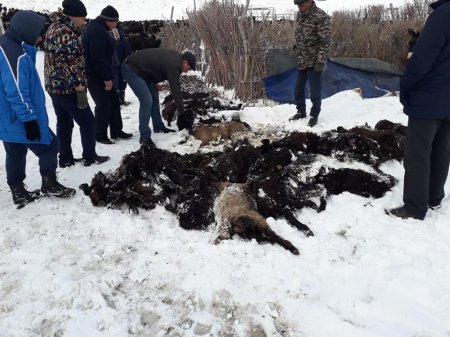 Жаңақорғанда жаппай мал қырылды