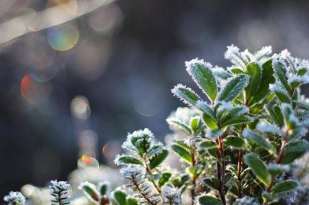 Алдағы күндері еліміздің солтүстігі мен шығысында үсік сақталады