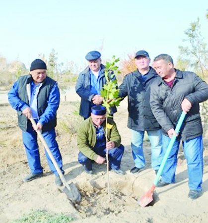 Қызылқұм қойнауына шынар ағашы егілді