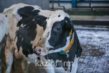 Қазақстанда тірі малды экспорттауға тыйым салынды